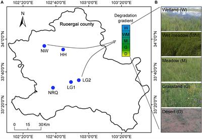 Soil Water Content Shapes Microbial Community Along Gradients of Wetland Degradation on the Tibetan Plateau